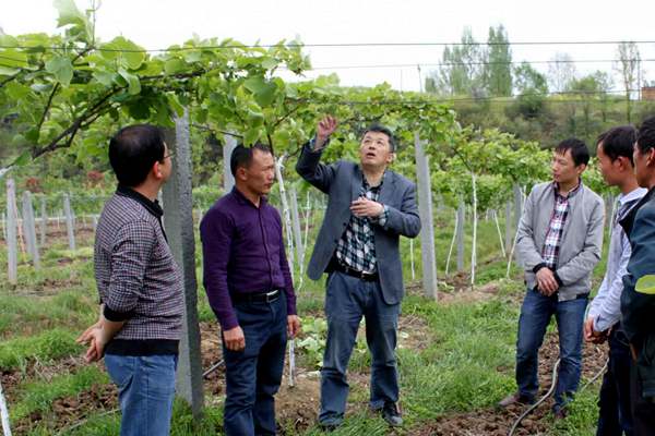 陈庆红，湖北省农科院国家猕猴桃种质资源圃（武汉）负责人