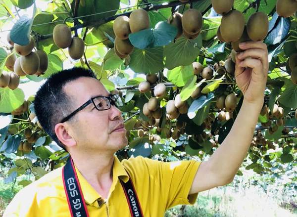 中国园艺学会猕猴桃分会秘书长 姜正旺