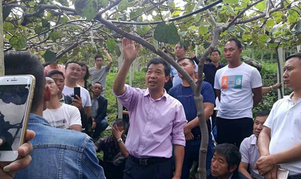 活跃在贵州猕猴桃生产第一线的专家 龙友华