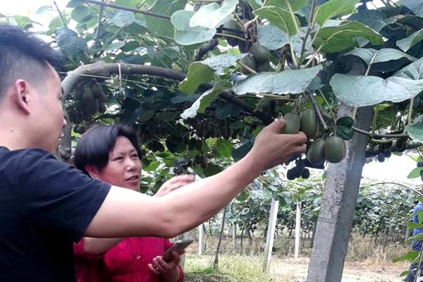 中科院湖北植物所猕猴桃专家钟彩虹