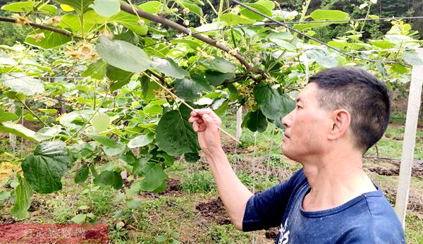 奋战在贵州六盘水市基层的猕猴桃农技推广专家——张荣全