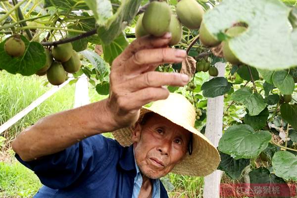 本图种植的奇异果不输新西兰进口的阳光金果 台湾涂旭帆