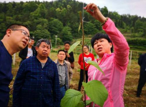 中科院湖北植物所猕猴桃专家钟彩虹