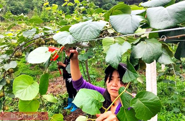 本图种植的奇异果不输新西兰进口的阳光金果 台湾涂旭帆