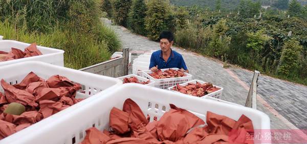 本图种植的奇异果不输新西兰进口的阳光金果 台湾涂旭帆