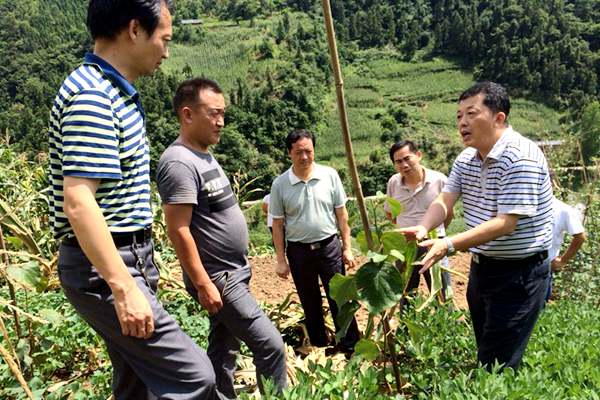 陈庆红，湖北省农科院国家猕猴桃种质资源圃（武汉）负责人