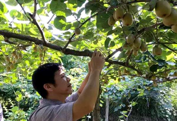 活跃在四川猕猴桃种植领域的农业专家–涂美艳