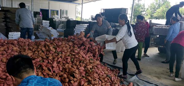 本图种植的奇异果不输新西兰进口的阳光金果 台湾涂旭帆