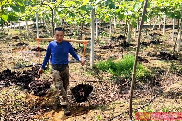 本图种植的奇异果不输新西兰进口的阳光金果 台湾涂旭帆