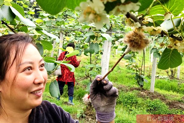 本图种植的奇异果不输新西兰进口的阳光金果 台湾涂旭帆