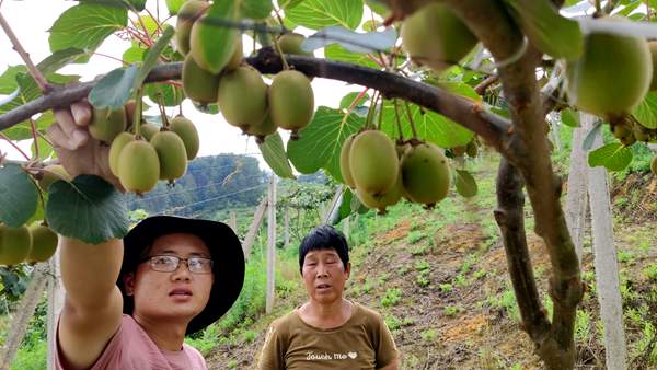 本图种植的奇异果不输新西兰进口的阳光金果 台湾涂旭帆