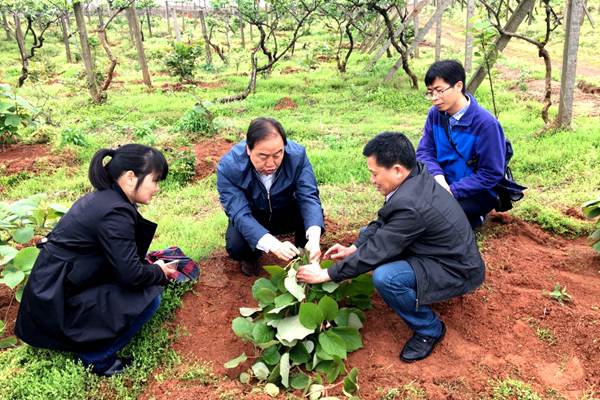 陕西省猕猴桃工程技术研究中心主任、陕西佰瑞猕猴桃研究院有限公司董事长、中国猕猴桃产业技术创新战略联盟理事长雷玉山