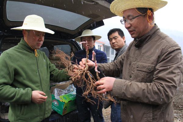 陕西猕猴桃首席科学家刘占德