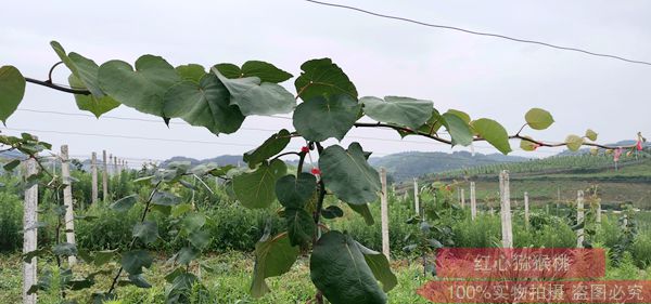 陕西汉中城固猕猴桃基地负责人于毅