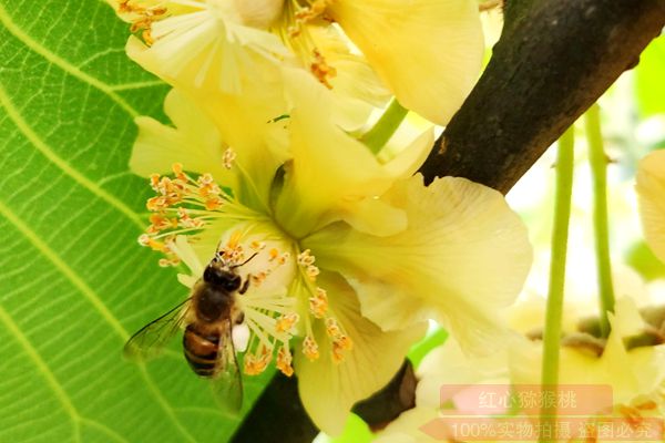 本图种植的奇异果不输新西兰进口的阳光金果 台湾涂旭帆