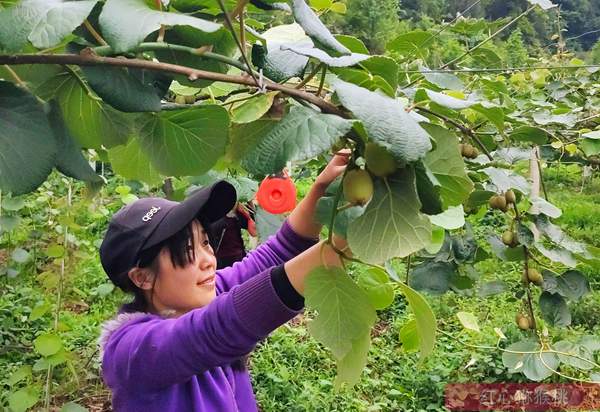 本图种植的奇异果不输新西兰进口的阳光金果 台湾涂旭帆