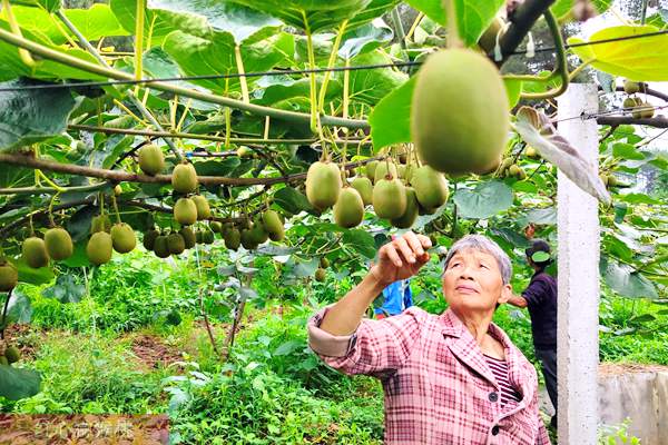 本图种植的奇异果不输新西兰进口的阳光金果 台湾涂旭帆