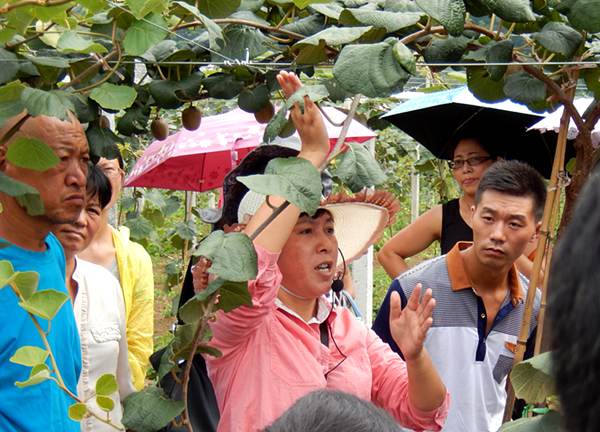 中科院湖北植物所猕猴桃专家钟彩虹