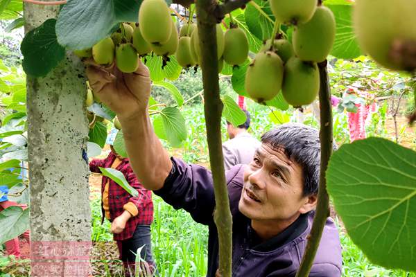 本图种植的奇异果不输新西兰进口的阳光金果 台湾涂旭帆