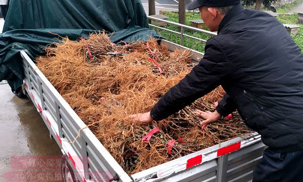 活跃在贵州猕猴桃生产第一线的专家 龙友华