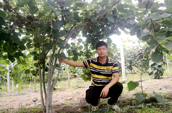 活跃在四川猕猴桃种植领域的农业专家–涂美艳