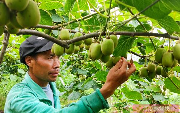 本图种植的奇异果不输新西兰进口的阳光金果 台湾涂旭帆