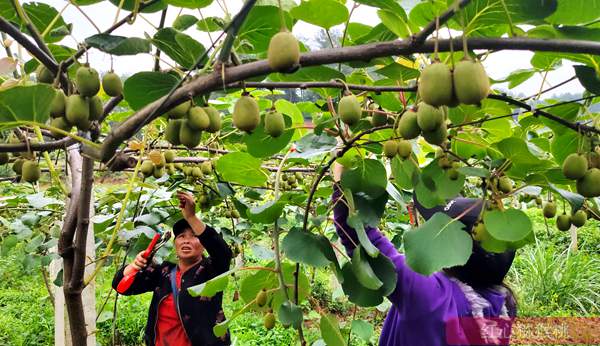 本图种植的奇异果不输新西兰进口的阳光金果 台湾涂旭帆