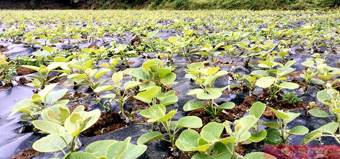 本图种植的奇异果不输新西兰进口的阳光金果 台湾涂旭帆