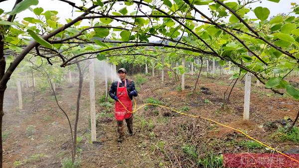 本图种植的奇异果不输新西兰进口的阳光金果 台湾涂旭帆