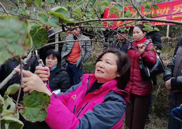 广西植物研究所研究员李洁维 多年来从事猕猴桃种植研究