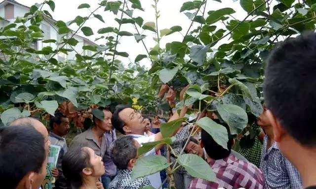 活跃在蒲江猕猴桃种植第一线的技术专家–吕岩介绍