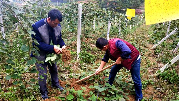 贵州猕猴桃种植技术专家李苇洁介绍